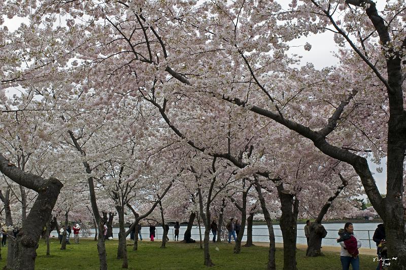 20080403_131635 D300 P.jpg - Cherry Blossoms along Tidal Basin